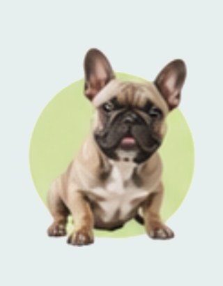 Dog Supplies