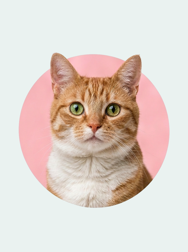 Cat Supplies