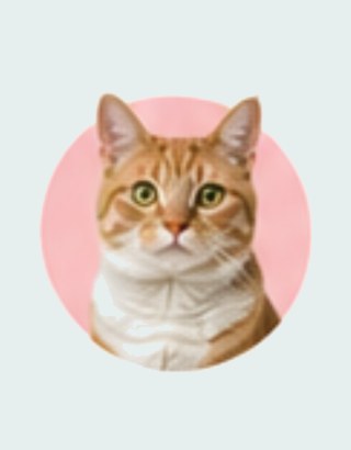 Cat Supplies
